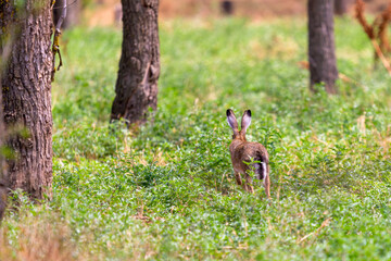 A gray-brown hare run in green grass