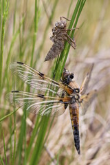 dragonfly and nymph - life cycle