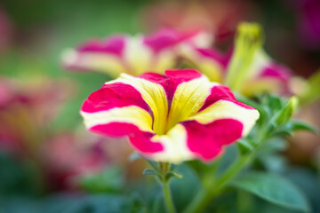 Fototapeta premium Petunia of fiesta yellow flower with red stripes and green leaves, close up