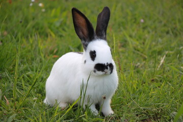 Young cute rabbit on green grass