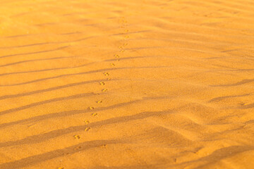 Pattern of golden sand on a beach in the summer with chain of tracks. The textured surface of sand on the beach after a strong wind in the form of waves close up.