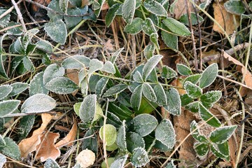 Periwinkle frosted leaves, Vinca minor frozen plants