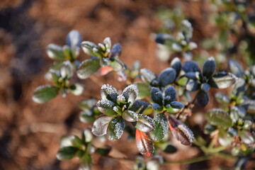 Frozen azalea in winter garden, blurred background