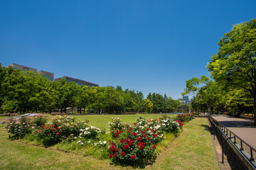 Obraz premium 日比谷公園