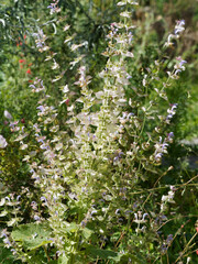 Obraz premium Salvia sclarea / Clary sage / nutmeg sage / Roman sage / Scharlei sage