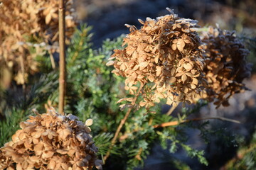 Hydrangeas in winter garden, dried and frozen  flowers