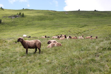 Sheep grazing in the Austrian Alps