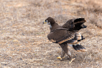 Close up of nestling or young Steppe eagle or Aquila on a ground