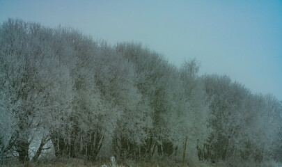 Frost-covered trees, winter landscape