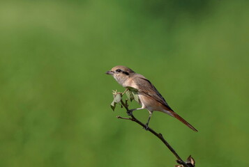 The isabelline shrike or Daurian shrike is a member of the shrike family. It was previously...