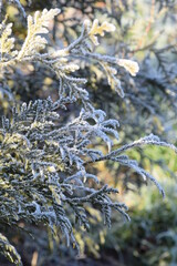 Thuja frozen branches, hoarfrost 