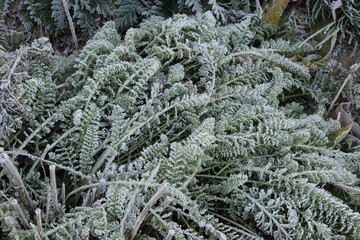 Frozen yarrow leaves in the winter garden