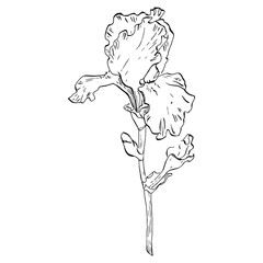 Iris flower. Floral botanical flower. Isolated illustration element. Vector hand drawing wildflower for background, texture, wrapper pattern, frame or border.