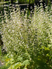 (Salvia sclarea) clary sage or nutmeg sage. Stems covered in hairs. Flowers in verticils with colorful bracts, pale mauve to lilac and white to pink mark on edges
