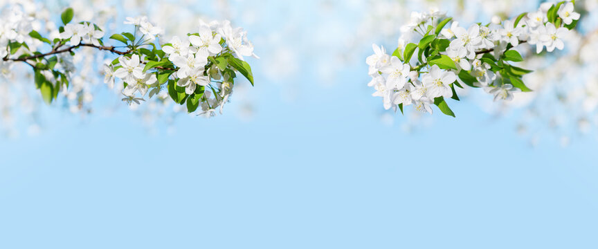 Blooming apple tree branches white flowers green leaves blue sky background close up, beautiful cherry blossom, sakura garden, spring orchard, summer sunny day nature, floral border frame, copy space