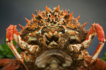 raw Atlantic crab close-up on black background, soft focus. 