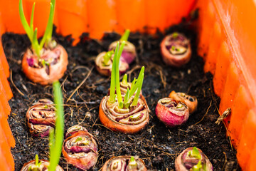 Spring onions are rich in vitamins,minerals and natural compound hand nurturing and watering young baby plants growing in germination sequence on natural background ,Agriculture ,Growing plants.