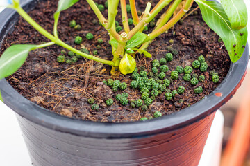 Big green worm animals or Caterpillar worm or Daphnis neri worm on the green leaf background in nature and enviroment ,Close up