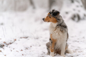 australian shepherd sitting in snow winter forest