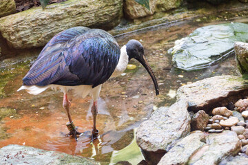 Vogel 5