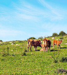 Cows outdoors in the fields of Cadiz