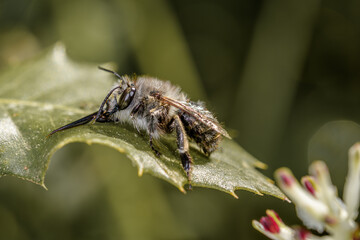 Side close-up of the bee Eucera nigrescens, stopping the sun on a leaf