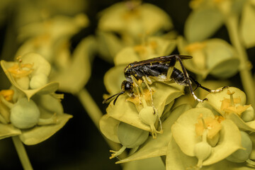 Side close-up of Macrophya rustica wasp, in yellow flowers of Euphorbia serrata