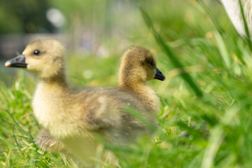 Die ersten Tage der Gänsefamilie