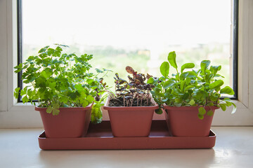 Growing herbs on the windowsill. Young sprouts of parsley, arugula and lilac Basil in a pot on a...