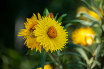 Dandelion or Daisy yellow flower in nature looking beautiful 