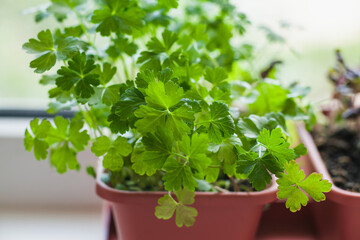 Growing herbs on the windowsill. Young sprouts of parsley in a pot on a white windowsill