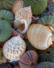 a collection of seashells and colorful sea urchins in sea water closeup