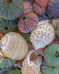 a collection of sea shells and colorful sea urchins in sea water closeup