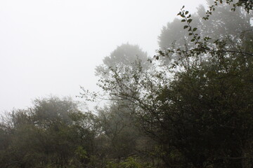 Obraz na płótnie Canvas fog in Forest