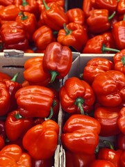 harvest of ripe red peppers