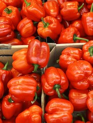 harvest of ripe red peppers