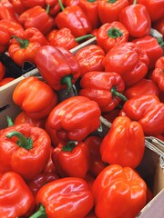 harvest of ripe red peppers