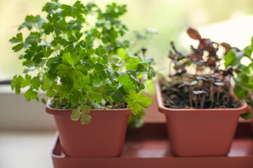 Growing herbs on the windowsill. Young sprouts of parsley and lilac Basil in a pot on a white windowsill