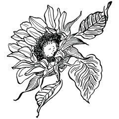 Sunflower flower. Floral botanical flower. Isolated illustration element. Vector hand drawing wildflower for background, texture, wrapper pattern, frame or border.