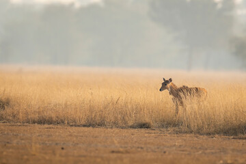 Largest Asian antelope nilgai or blue bull or Boselaphus tragocamelus fawn in open grassland or field at tal chhapar sanctuary churu rajasthan india