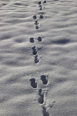 Rabbit tracks in the snow