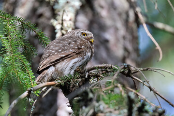 Eurasian Pygmy Owl