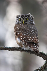 Eurasian Pygmy Owl