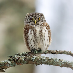 Eurasian Pygmy Owl