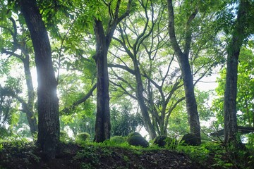 Frog eye view several towering tree trunks with lush green leaves