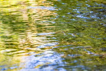 river in the forest on summer morning