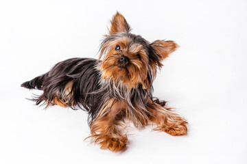 Yorkshire Terrier puppy sits. Isolated on white background