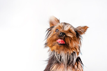 Yorkshire Terrier puppy sits. Isolated on white background