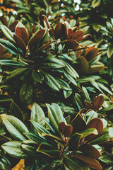 Green Magnolia leaves