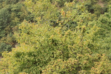 Caspian Hyrcanian mixed forests